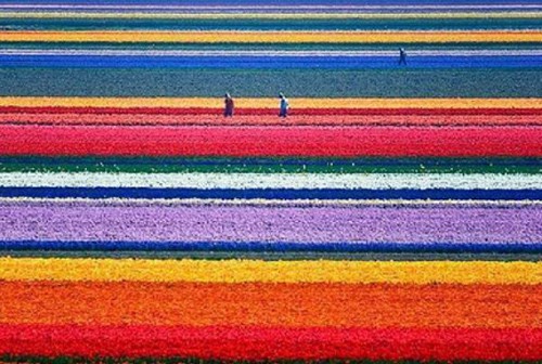 Keukenhof flower fields