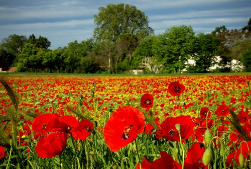 Poppy Fields France