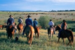 final-cattle drive BC