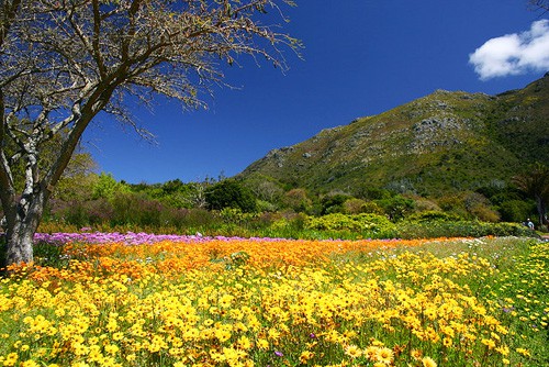 http://www.neverstoptraveling.com/wp-content/uploads/2011/07/Kirstenbosch-National-Botanical-Garden.jpg