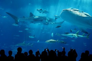 Japan-Okinawa-Steve Pomeroy