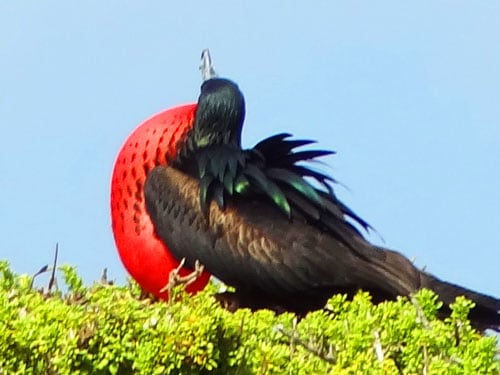 the galapagos islands a trip of a lifetime like no other the galapagos islands a trip of a lifetime like no other