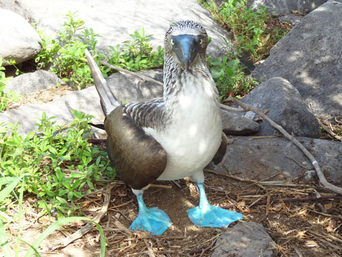 --DSC00736---500 Blue-foot boobie, Española Island