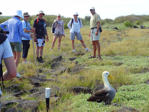 ---DSC00889---500 Waved albatross nesting, Española Island