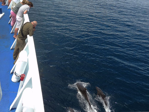 ---DSC01087---croped Cruising with dolphins en route to Española Island