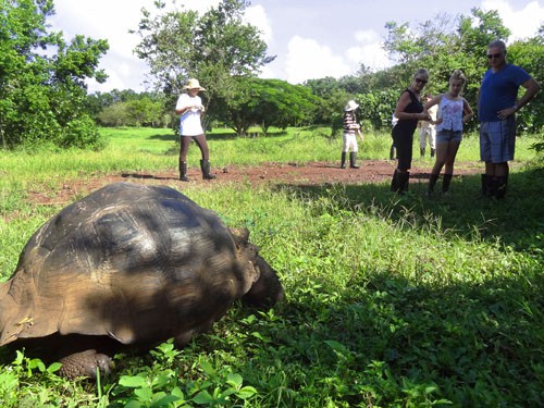 --DSC01519---500 Giant tortoise, Santa Cruz Island