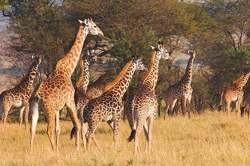 Alex Walker’s Serengeti Serian