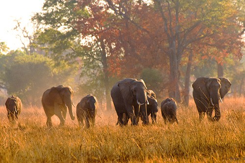 photo: Remote Africa