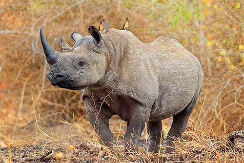 photo: Singita Game Reserves