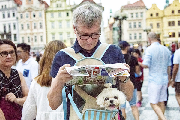 Foto Friday - a tourist with a small dog in a bag, reading a map in a city square