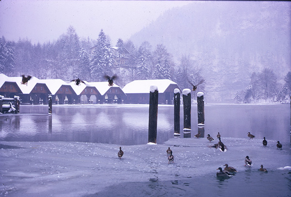 Foto Friday - ducks on a snowy mounntain lake