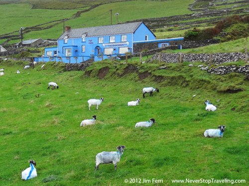 Foto Friday - sheep in a field in Dingle Peninsula, Ireland