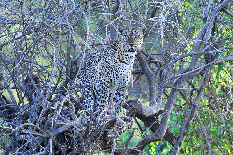 Foto Friday - a leopard sitting in a tree