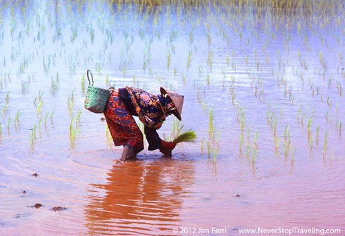 Foto Friday - woman in a rice paddy, Borneo, Malaysia