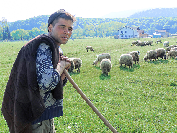 Foto Friday - a sheperd and his flock of sheep