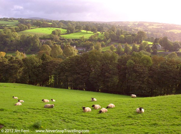 Foto Friday - Sheep in a fireld County Kilkenny, Ireland