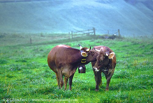 Foto Friday - cows in an Alpine pasture, Switzerland