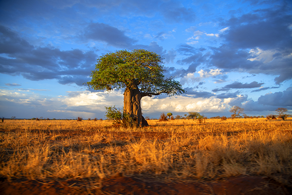 Foto Friday - a large tree on a plain at sunset