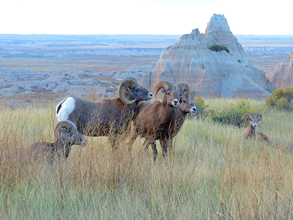 Foto Friday - bighorn sheep on a hillside at dawn