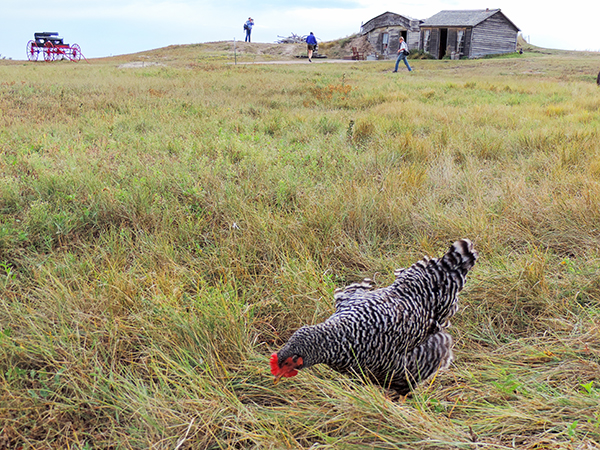 Foto Friday - a chicken on the prairie by old farm buildings