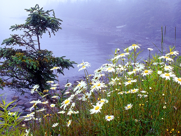 Foto Friday - daisies and evergreens on the coast in a fog