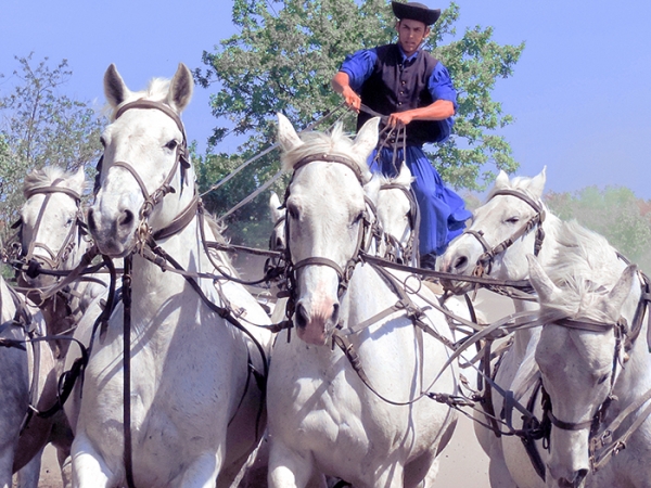 Foto Friday - a man riding six white horses