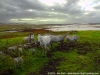 Foto Friday - Connemara horses, Ireland