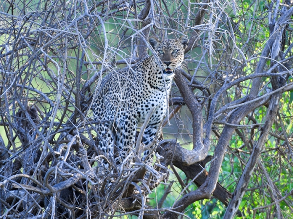 Foto Friday - a leopard sitting in a tree
