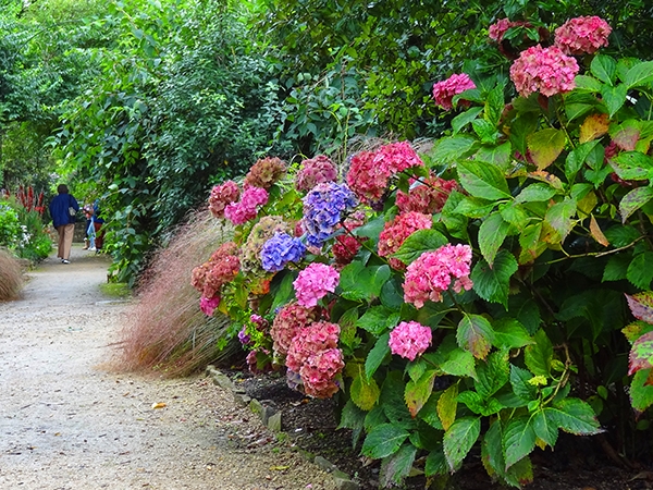 Foto Friday - flowers along a garden path