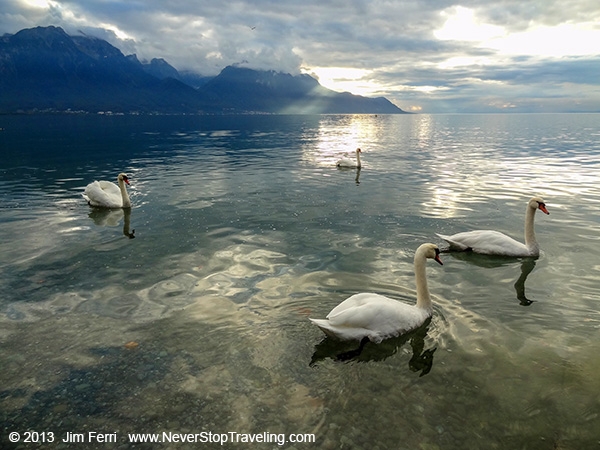 Foto Friday - Switzerland - Montreux- swans Lake Geneva-DSC08570