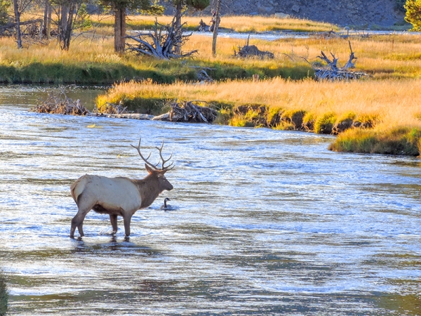 Foto Friday - an elk crossing a stream