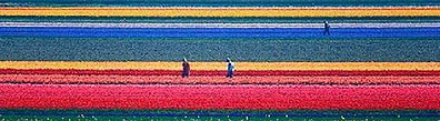 Keukenhof tulip fields