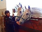 Lipizzaner Stud Farm / Jim Ferri