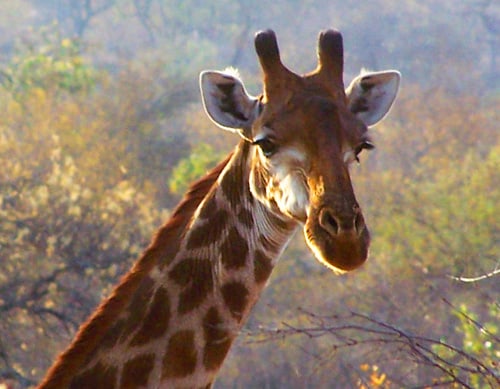 A giraffe in the Balule Game Reserve