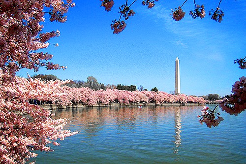 When Is The Cherry Blossom Festival In Washington Dc - Sakura Blossom Festival