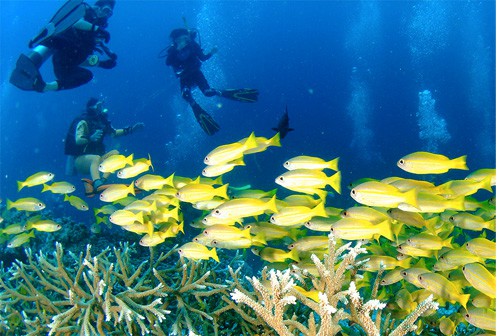 divers in an ocean filled with large yellow fish