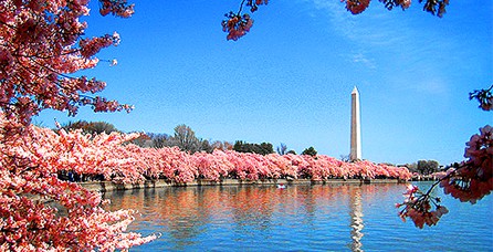 Cherry%20Blossoms%20in%20Washington,%20DC%20and%20Beyond%20NeverStopTraveling