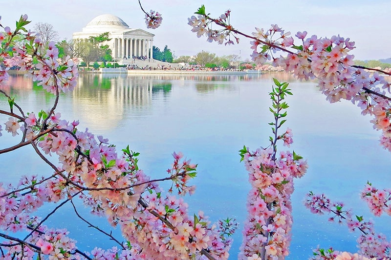 Cherry blossoms in Washington DC