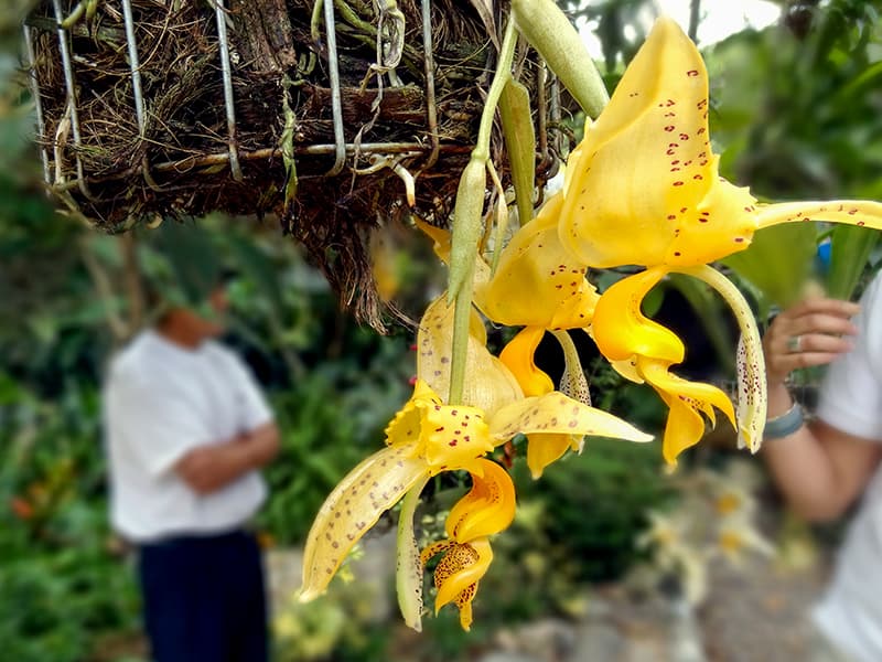 an yellow orchid