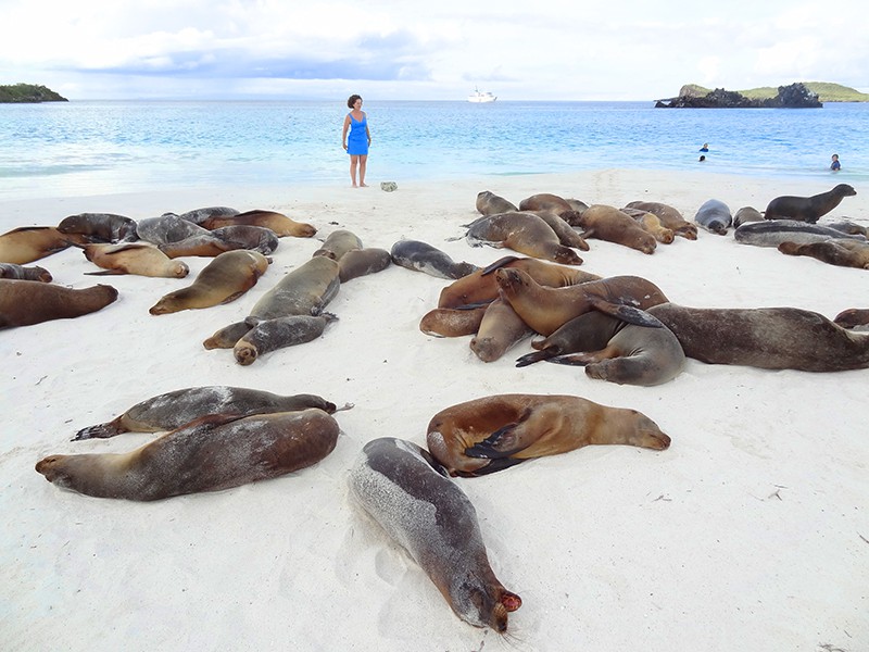 a woman with sea lions in the Galapagos Islands