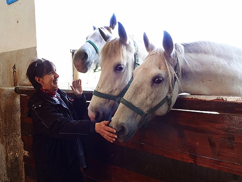 Stud farm Lipizzaner Stud Farm