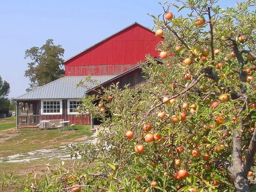 apple trees at the red barn farm