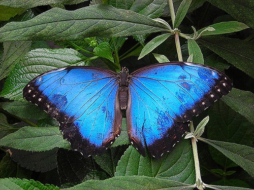 A blue butterfly on a branch