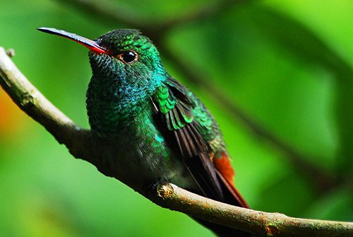 a hummingbird on a branch