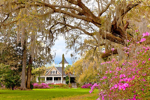 Magnolia Plantation and Gardens / photo: Susan Cole Kelly
