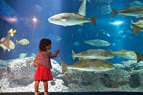 South Carolina Aquarium / photo: Harry Alverson