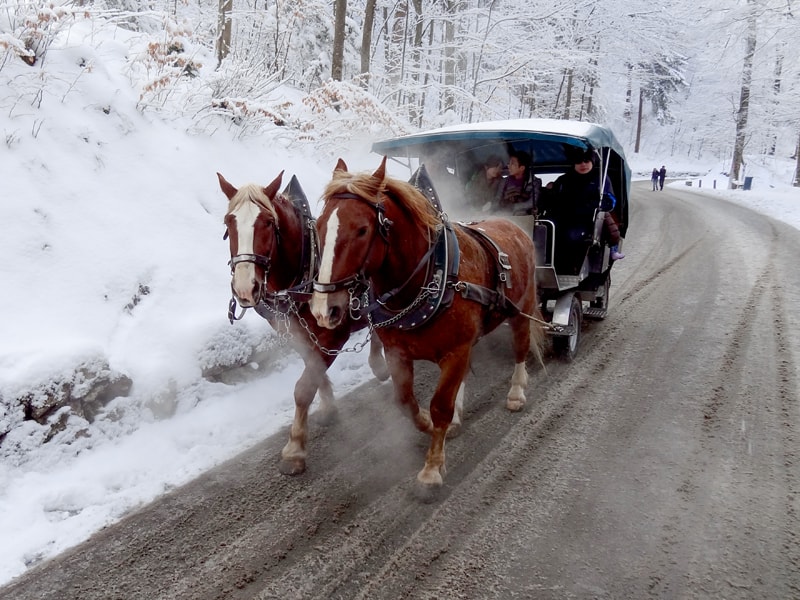 a horse-drawn carriage in the forest