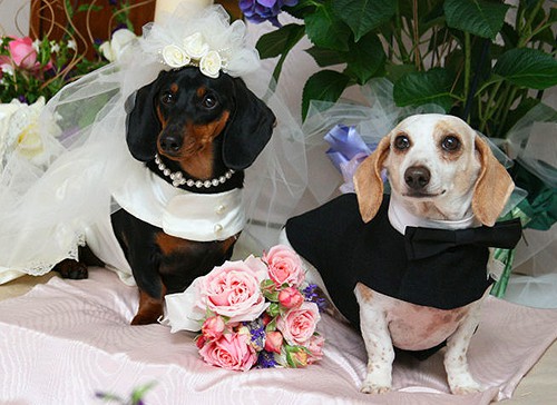 2 dogs being married - Outrageous Requests