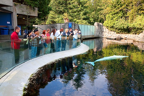 people in the Vancouver Aquarium 