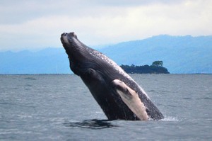 Humpback whale breaching 